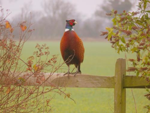 Pheasant Suites Colchester Esterno foto